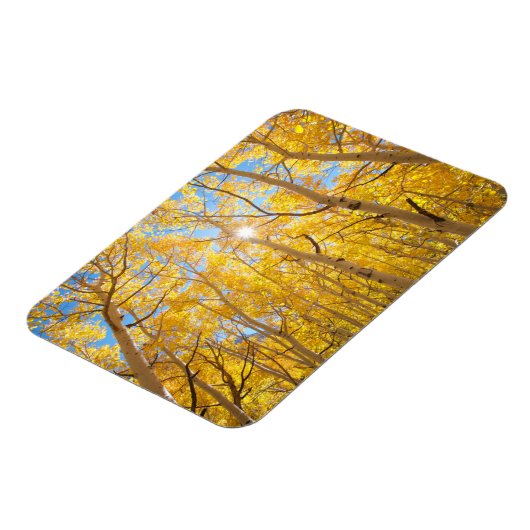 Aspen Trees | Sierra Nevada, CA Magnet (Linke Seite)