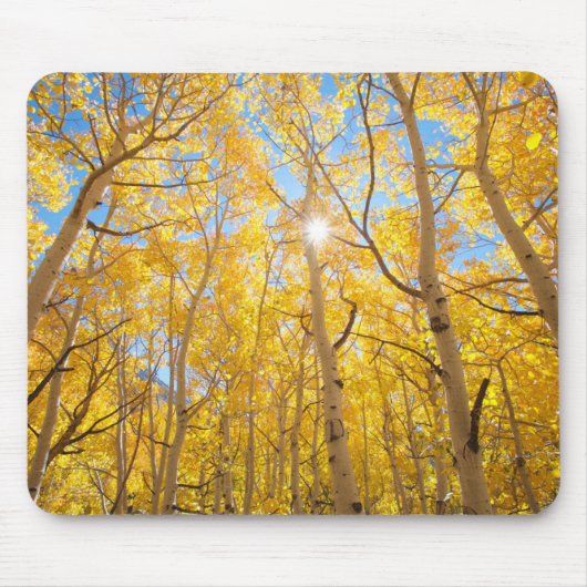 Aspen Trees | Sierra Nevada, CA Mousepad (Vorne)