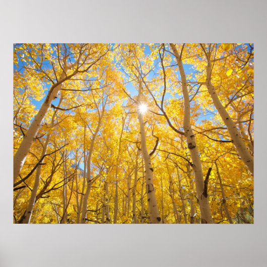 Aspen Trees | Sierra Nevada, CA Poster (Vorne)