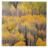 Aspen Trees | White River National Forest Fliese (Vorderseite)