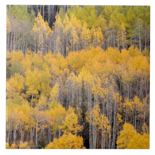 Aspen Trees | White River National Forest Fliese (Vorderseite)