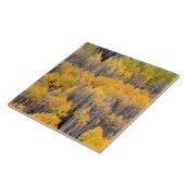 Aspen Trees | White River National Forest Fliese (Seite)