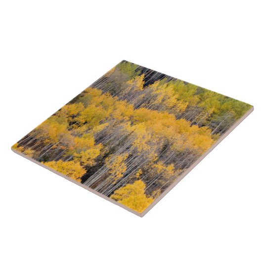 Aspen Trees | White River National Forest Fliese (Seite)