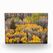 Aspen Trees | White River National Forest Fotoblock (Vorderseite)