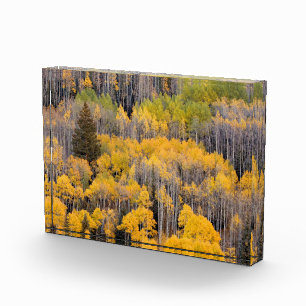 Aspen Trees White River National Forest Fotoblock