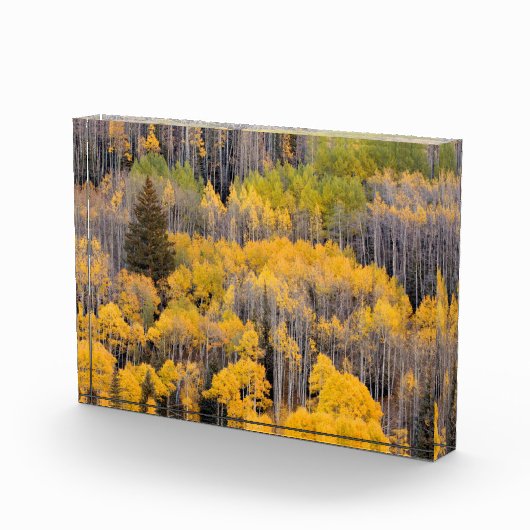 Aspen Trees | White River National Forest Fotoblock (Rechts)