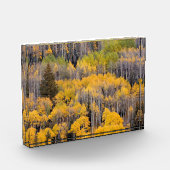 Aspen Trees | White River National Forest Fotoblock (Links)