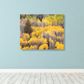Aspen Trees | White River National Forest Leinwanddruck (Insitu (Holzboden))