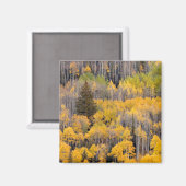 Aspen Trees | White River National Forest Magnet (Vorderseite/Rückseite)
