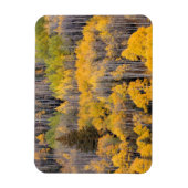 Aspen Trees | White River National Forest Magnet (Vertikal)