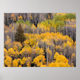 Aspen Trees White River National Forest Poster