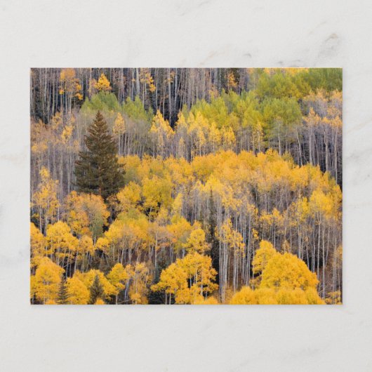 Aspen Trees | White River National Forest Postkarte (Vorderseite)