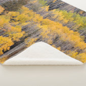 Aspen Trees | White River National Forest Sherpadecke (3/4)