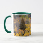 Aspen Trees | White River National Forest Tasse (Links)