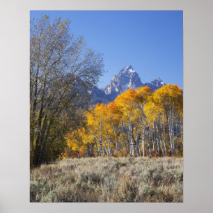 Aspen trees with the Teton mountain range Poster