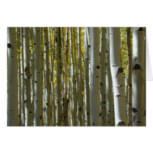 Aspen Trunks II-Karte