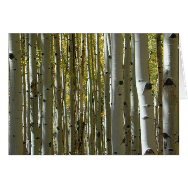 Aspen Trunks II-Karte (Vorderseite (Horizontal))