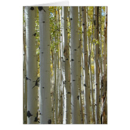 Aspen Trunks-Karte