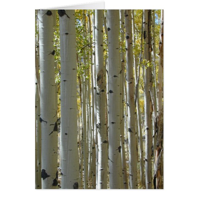 Aspen Trunks-Karte (Vorne)