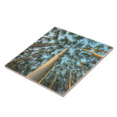 Aspen Trunks und Blätter, Yukon Fliese (Seite)