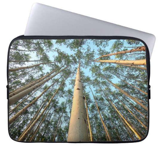 Aspen Trunks und Blätter, Yukon Laptopschutzhülle (Vorderseite)