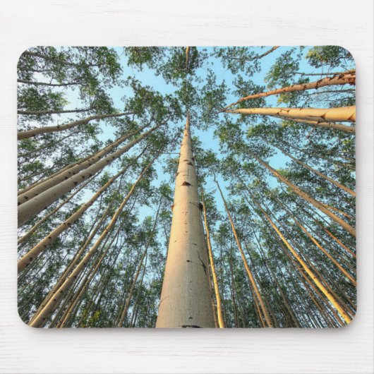 Aspen Trunks und Blätter, Yukon Mousepad (Vorne)