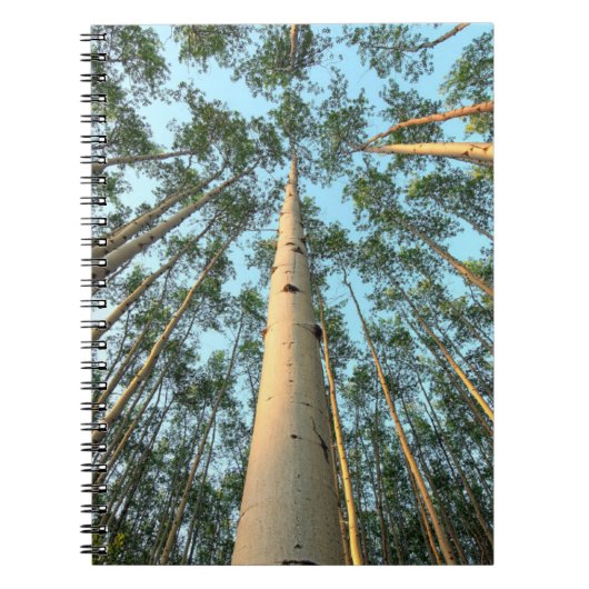 Aspen Trunks und Blätter, Yukon Notizblock (Vorderseite)