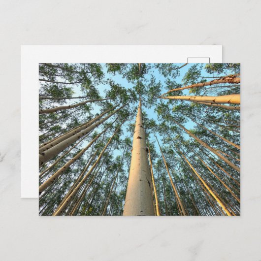 Aspen Trunks und Blätter, Yukon Postkarte (Vorne/Hinten)