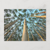 Aspen Trunks und Blätter, Yukon Postkarte (Vorderseite)