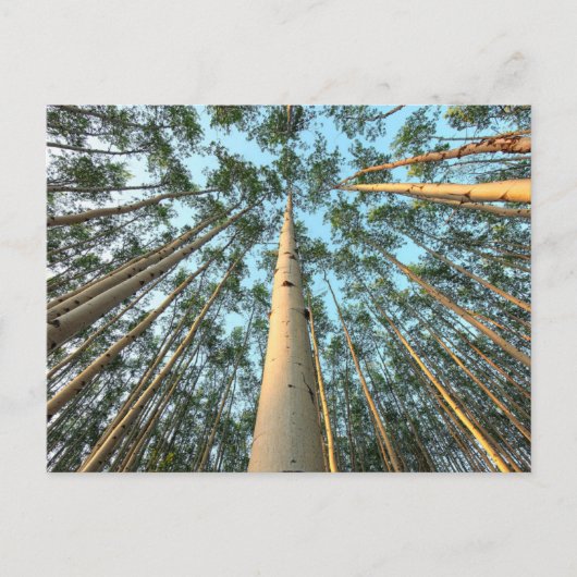 Aspen Trunks und Blätter, Yukon Postkarte (Vorderseite)