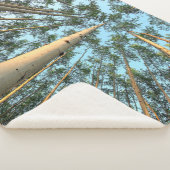 Aspen Trunks und Blätter, Yukon Sherpadecke (3/4)