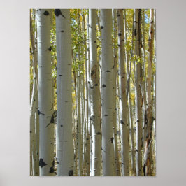 Aspen Trunks vertikaler Druck Poster