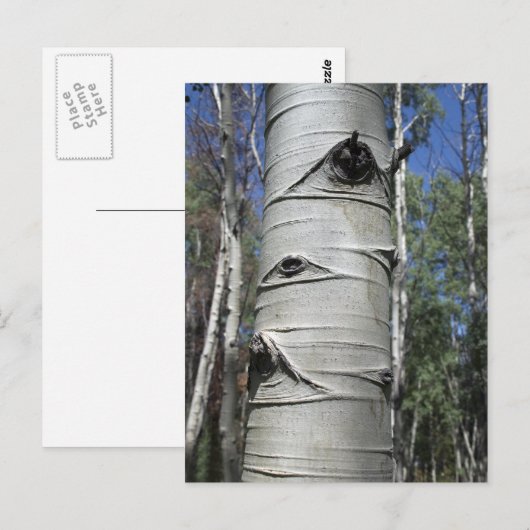 Aspenbaum Postkarte (Vorne/Hinten)