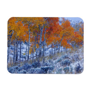 Aspenbäume in Herbstfarben, Bighorngebirge, Magnet
