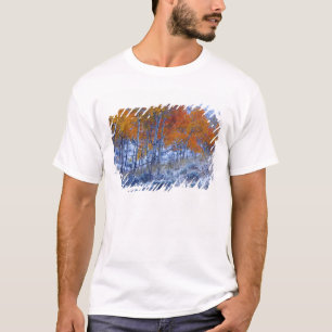 Aspenbäume in Herbstfarben, Bighorngebirge, T-Shirt