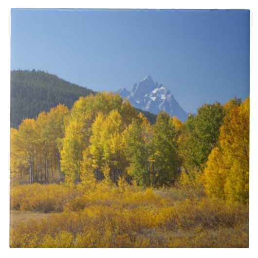 Aspenbäume mit dem Teton-Gebirge Fliese (Vorderseite)