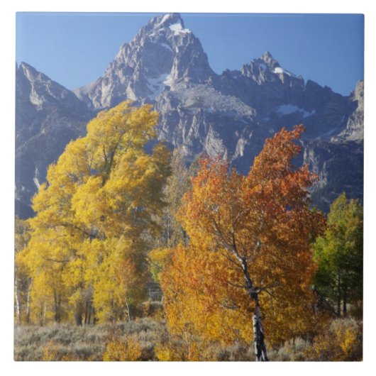 Aspenbäume mit dem Teton-Gebirge Fliese (Vorderseite)