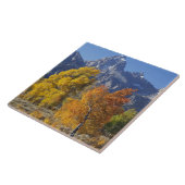 Aspenbäume mit dem Teton-Gebirge Fliese (Seite)