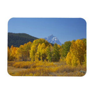 Aspenbäume mit dem Teton-Gebirge Magnet