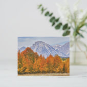 Aspenbäume mit dem Teton-Gebirge Postkarte (Stehend Vorderseite)