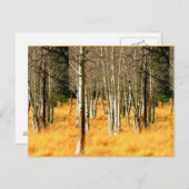 Aspenbäume Postkarte (Vorne/Hinten)
