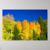 Aspens Aflammen Poster (Vorne)