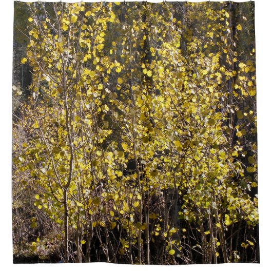 Aspens Duschvorhang (Vorderseite)