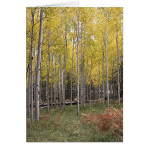 Aspens gelbes Glühen