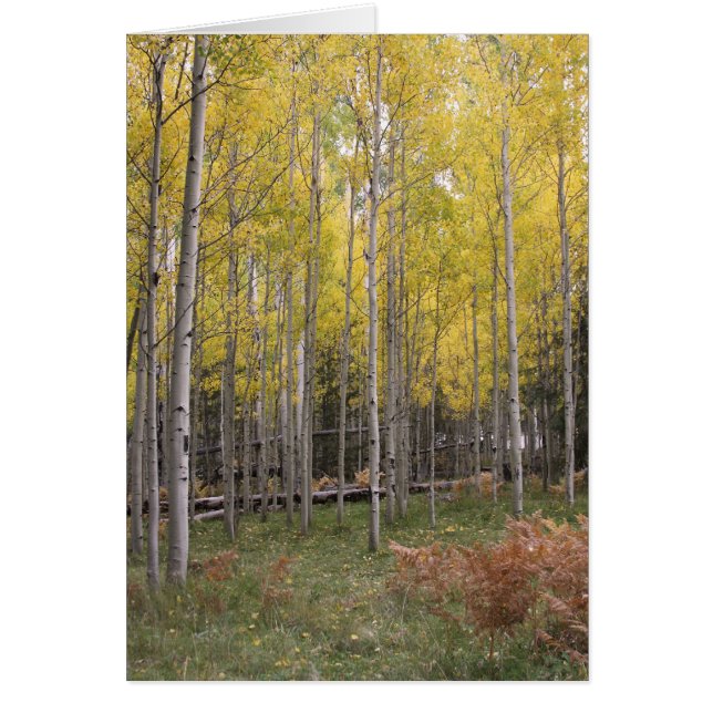 Aspens gelbes Glühen (Vorne)