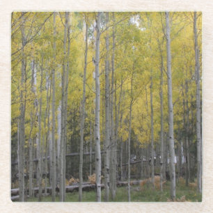 Aspens gelbes Glühen Glasuntersetzer