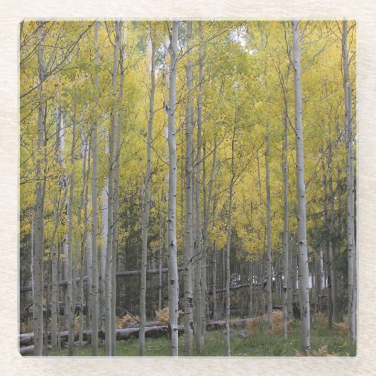 Aspens gelbes Glühen Glasuntersetzer (Vorderseite)