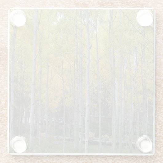 Aspens gelbes Glühen Glasuntersetzer (Rückseite)