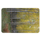 Aspens gelbes Glühen Magnet (Horizontal)