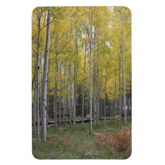 Aspens gelbes Glühen Magnet (Vertikal)